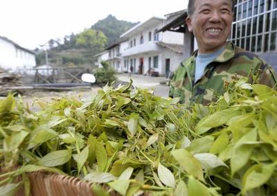 深山釀蜜，甜遍全國——小山村里的“甜蜜”致富經(jīng)